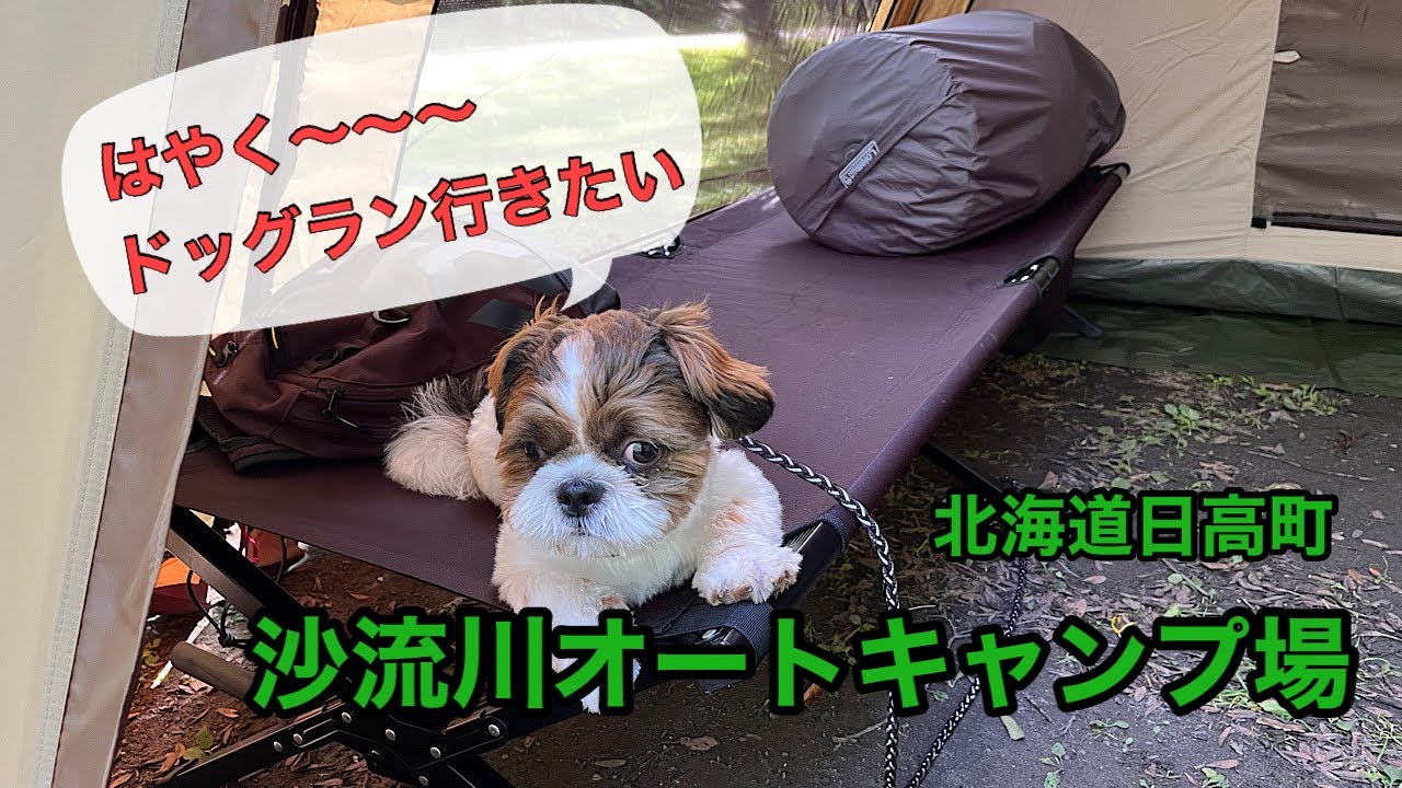 【シーズー犬】マロンと2泊3日キャンプ〜ドックランで大はしゃぎ