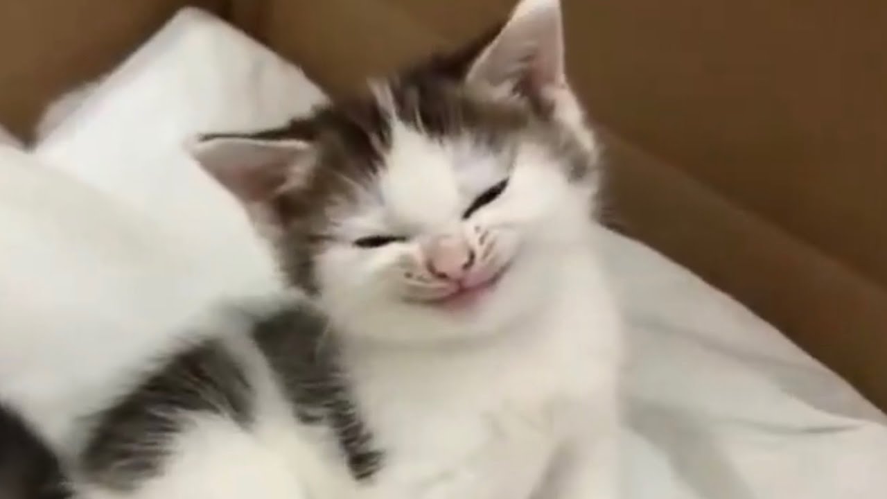 Funniest cats and dog videos || funny cat video 2026 😹🐈