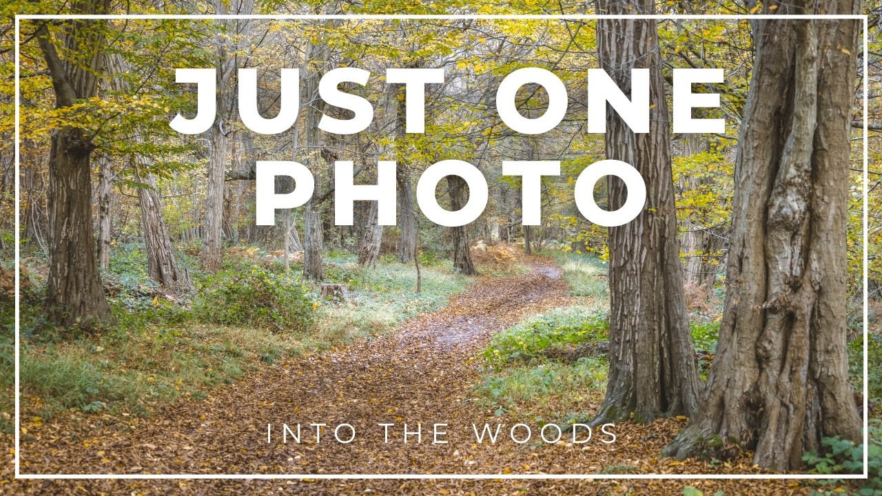 One Shot Photography: Into the Woods