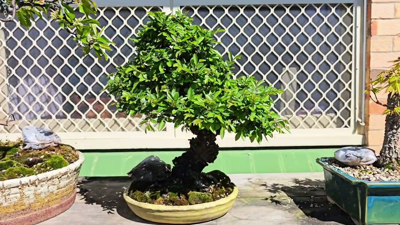 A walk around the bonsai benches. Early spring 2024 part 1