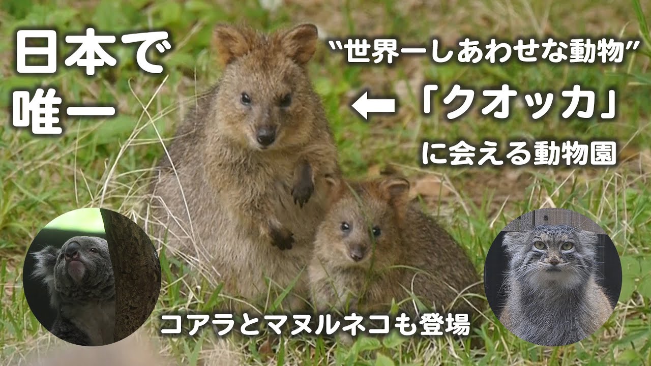 【世界一しあわせな動物に会える？】埼玉県こども動物自然公園の動物たち【クオッカ】