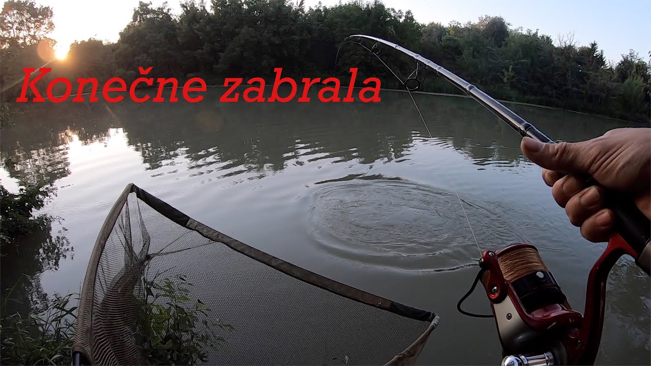 Lov rýb na rieke.Feeder a nočná kaprárina.Kapor jak prasa.