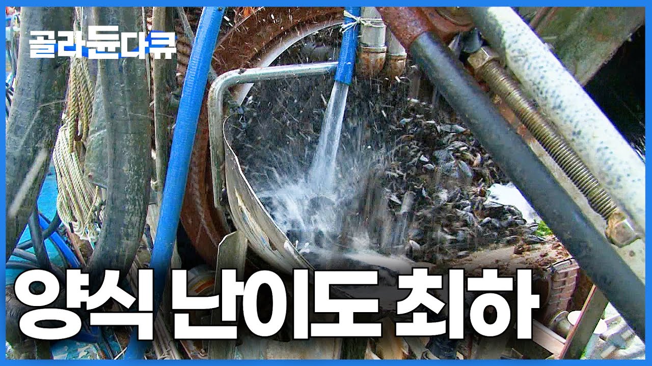 끝도 없이 주렁주렁. 바다의 달걀이라 불리는 양식 난이도 최하 조개의 정체｜홍합 양식장의 모든 것｜극한직업｜#골라듄다큐