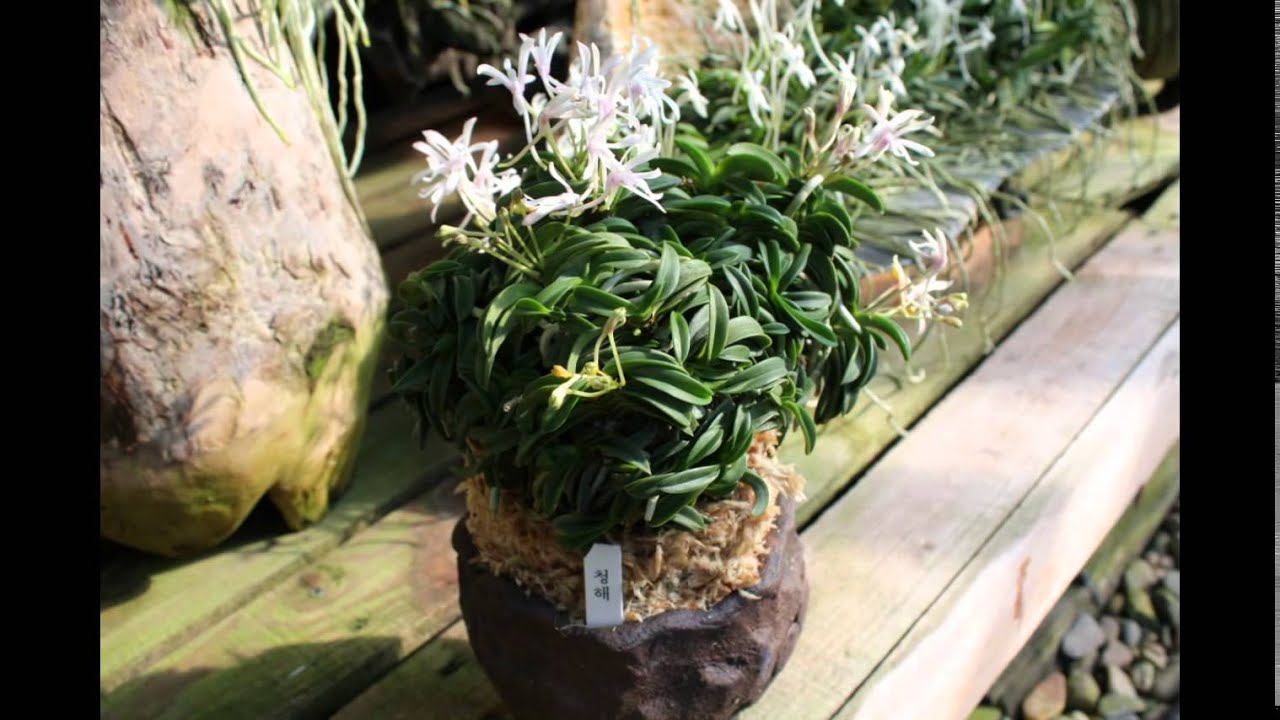 風蘭 Vanda falcata 풍란