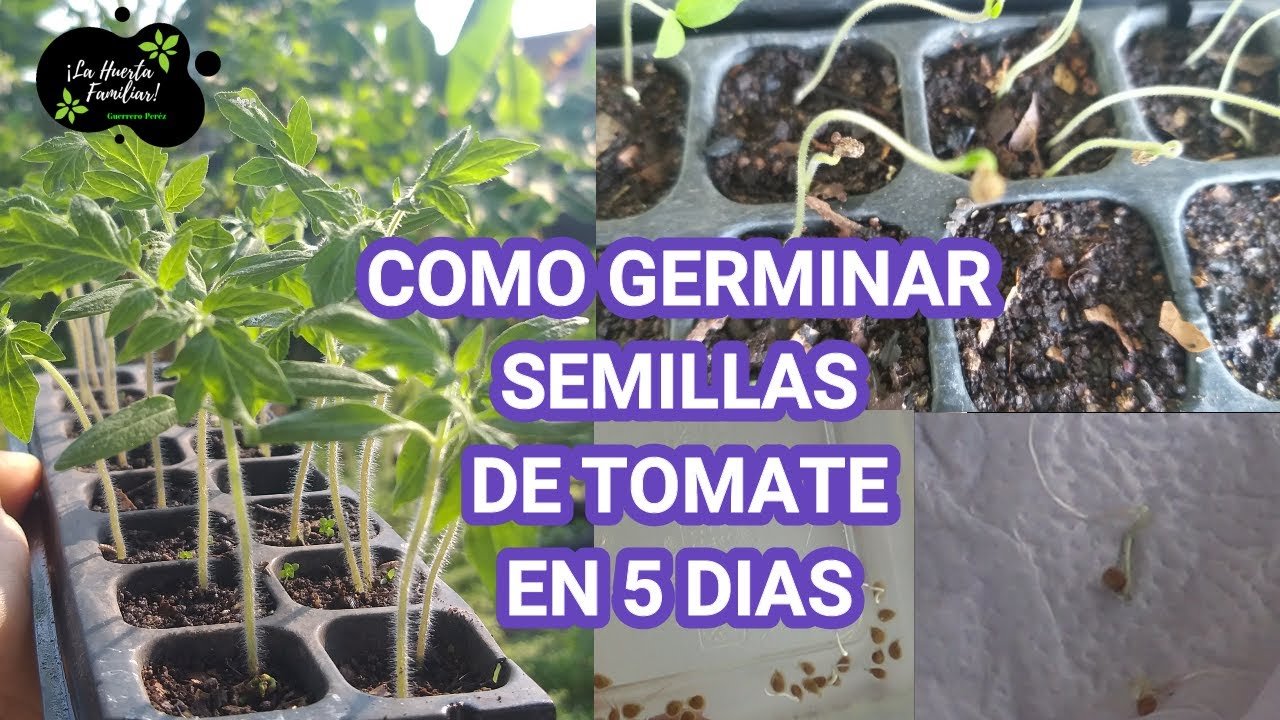 🍅 MUY F&Aacute;CIL TOMATERAS EN 5 D&Iacute;AS ! 3 M&Eacute;TODOS MUY EFICACES PARA GERMINAR SEMILLAS DE TOMATE