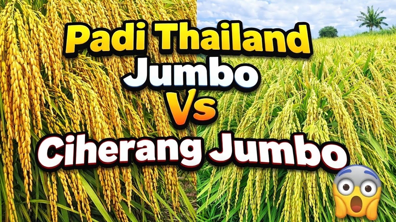 2 Jenis Padi Yang Lagi Viral... Mana Yang Lebih Unggul..? Ciherang jumbo Vs Thailand Jumbo