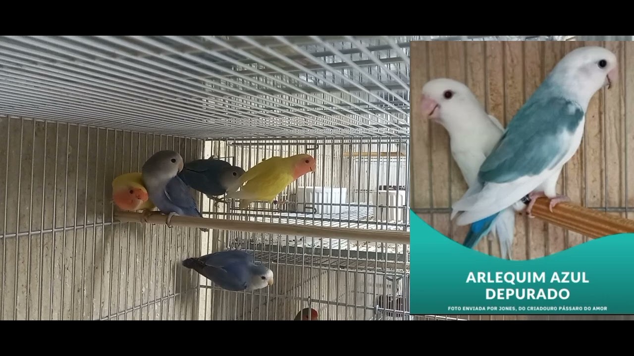 catálogo de mutação dos agapornis roseicollis Galpão das Aves