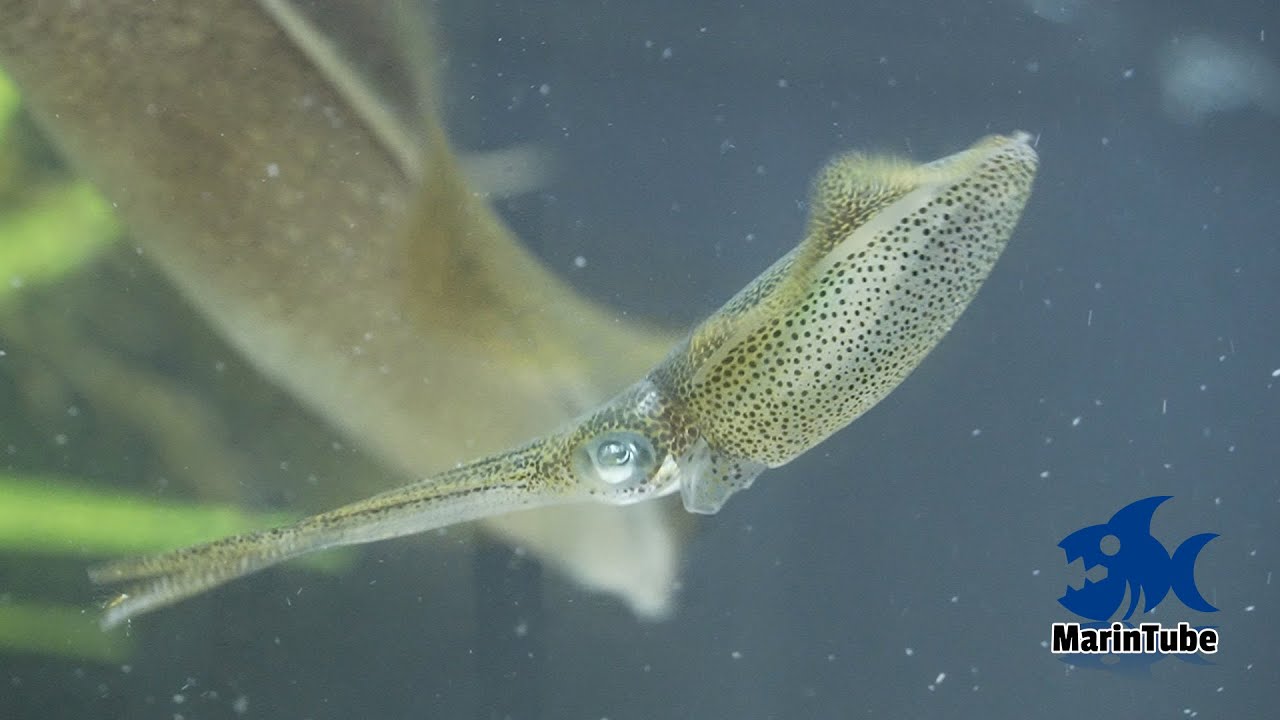 釣魚飼育#5  我が家の水槽にアオリイカがやってきました