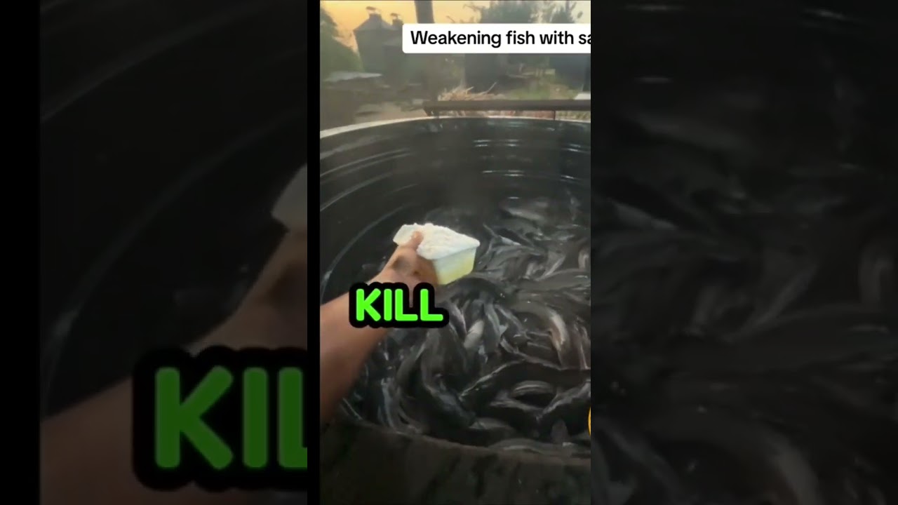weakening fish with salt #fishfarming #catfish #agriculture