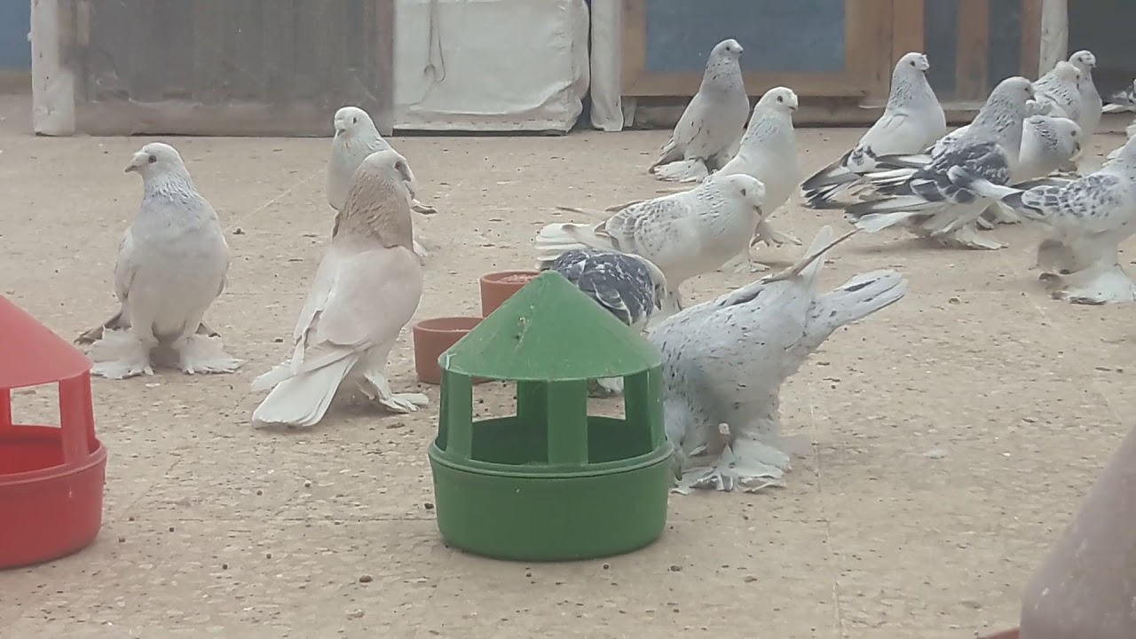 Hepsi erkek bolpaça asil mardin kuşları