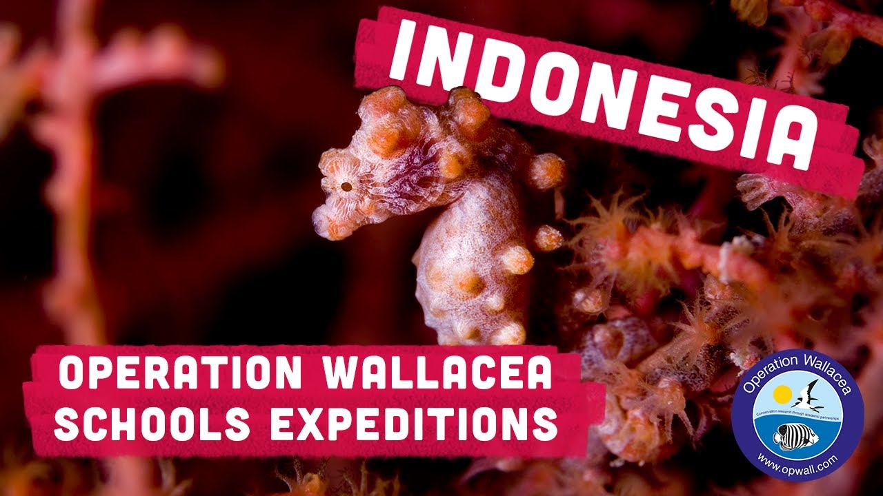 Operation Wallacea - Indonesia Schools Expeditions