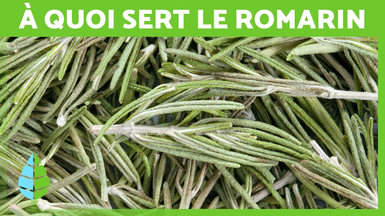 TOUT SAVOIR sur le ROMARIN 🌿 Bienfaits, &agrave; quoi sert et comment le PLANTER