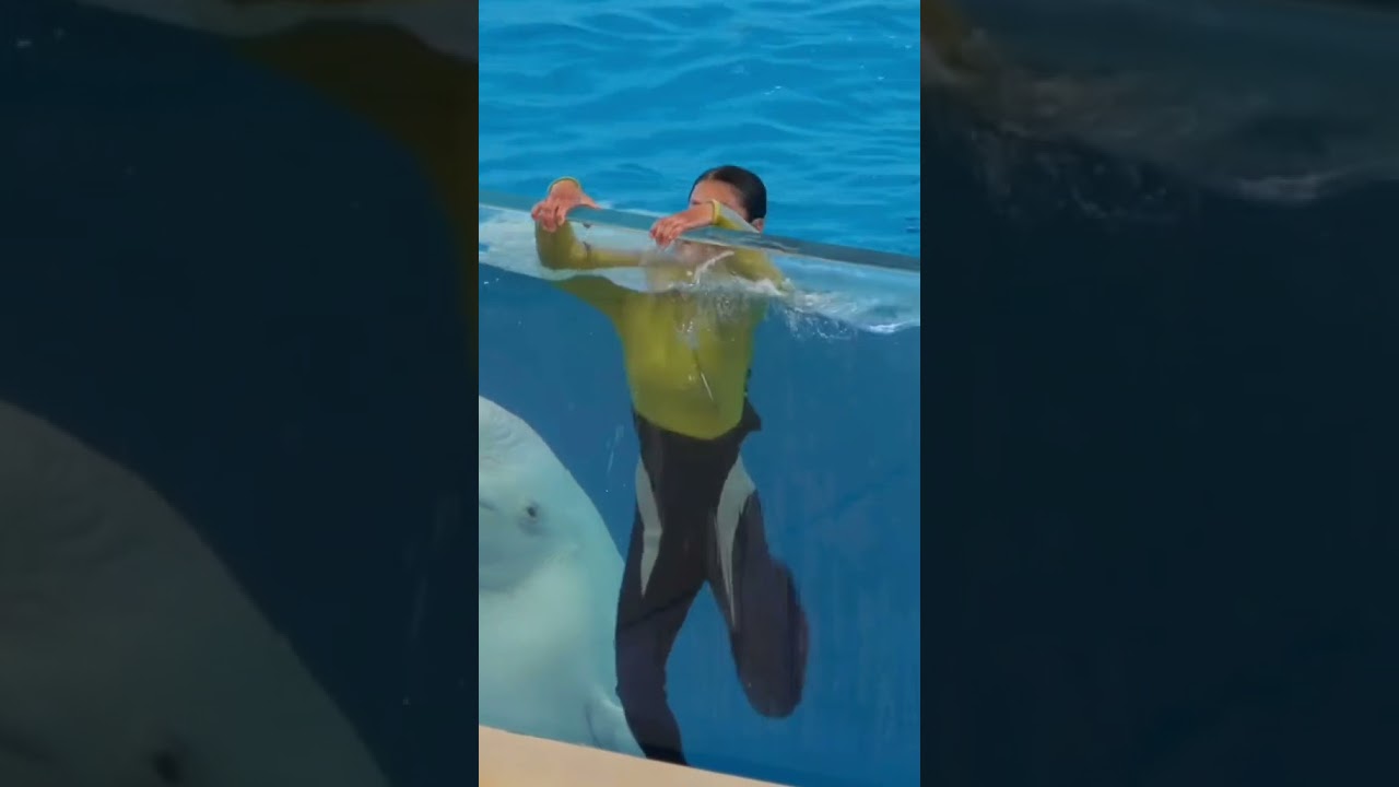 Paus Beluga Hewan Pintar dan Penolong #whale #beluga #paus #hewan #hewanlucu