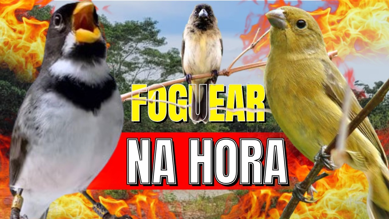 ESQUENTAR COLEIRO TUI TUI COM ESQUENTAR COLEIRO/ESQUENTAR COLEIRO TUI TUI/ESQUENTAR COLEIRO TUI TUI