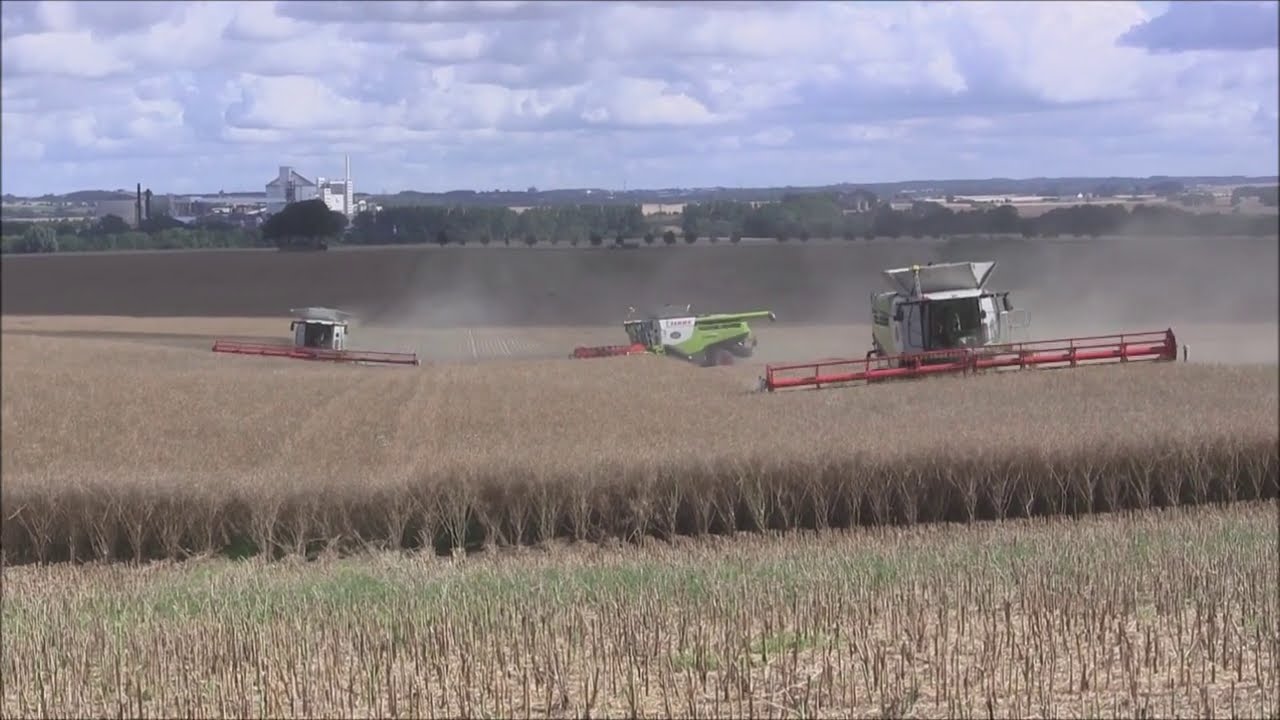 Rapsen på Svenstorps Gods skördas  av Lexion 780