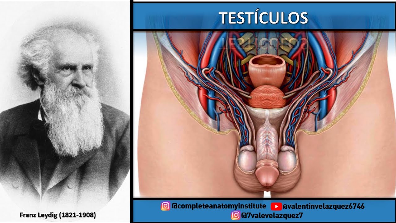 ANATOMÍA | TESTÍCULOS (Caras, bordes, relaciones, embriología, hidátide de Morgagni, gubernáculum)