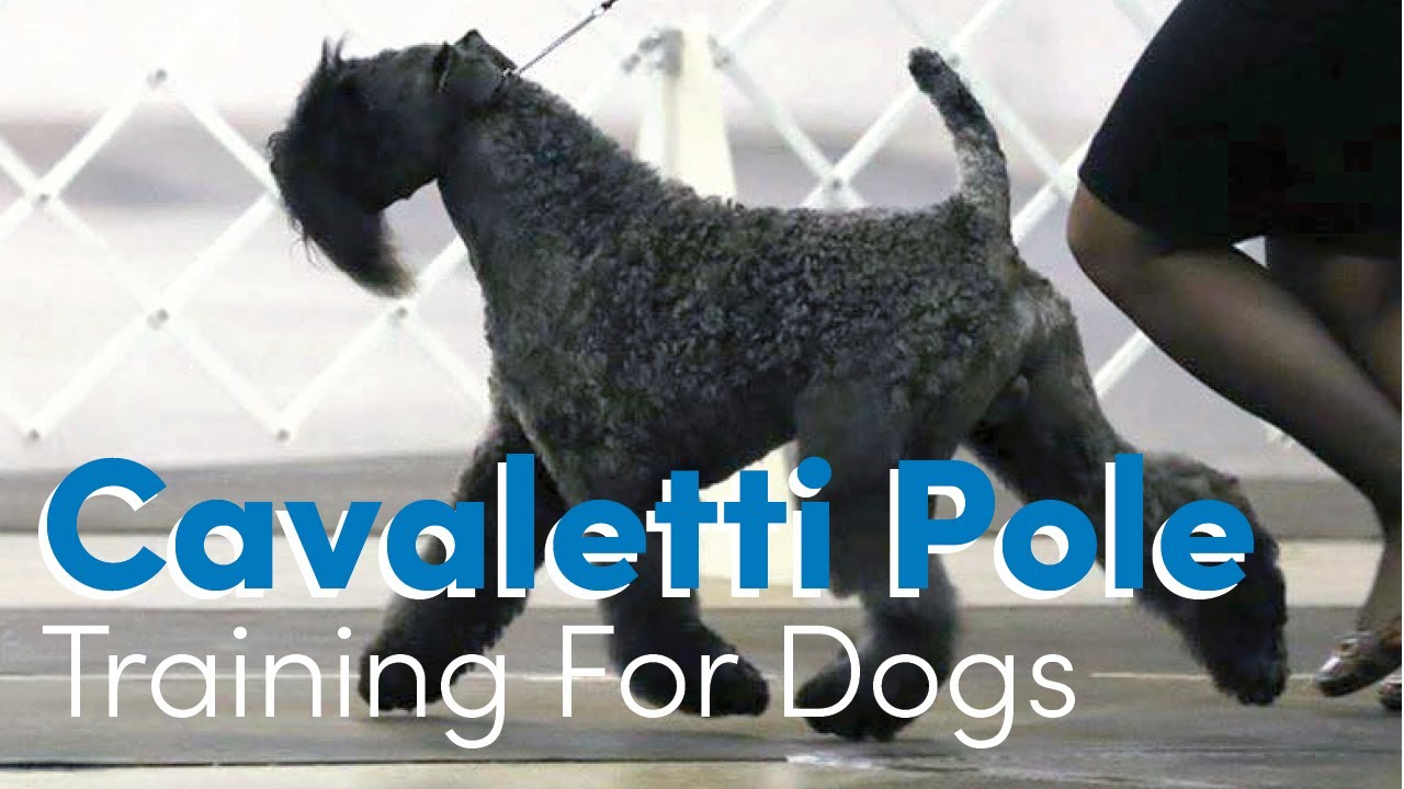Cavaletti Pole Training For Dogs: Increase Your Side Gait at “1.5 Wither Height”