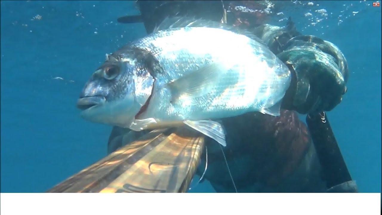 ➡️PESCASUB: Una bella orata ligure con Thorpedo inverter 93!!!!