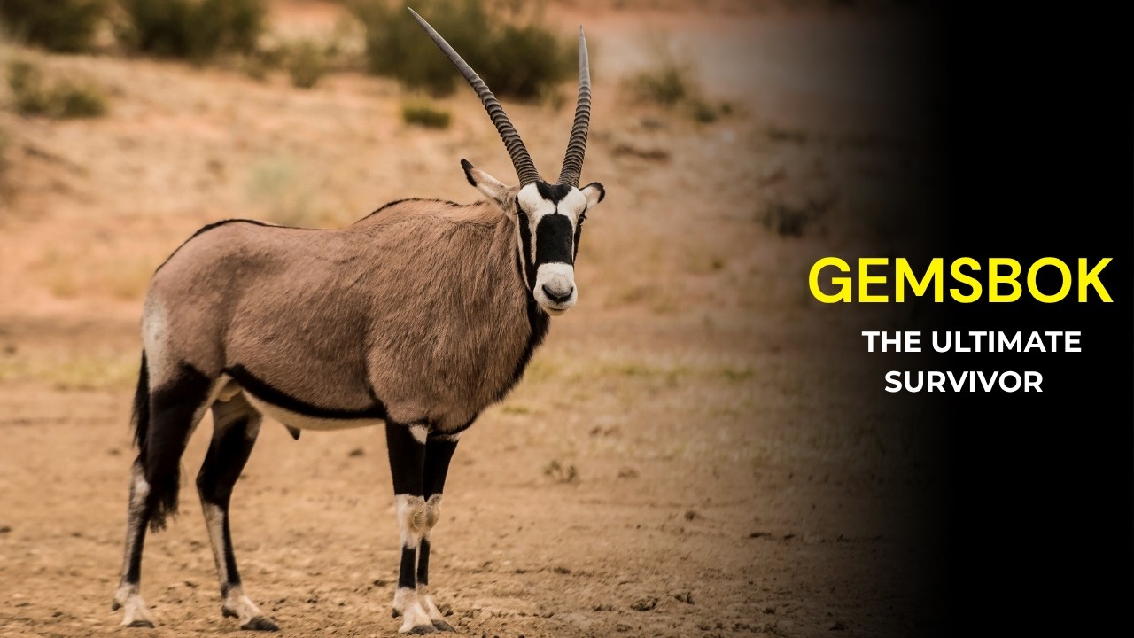 रेगिस्तान का राजा Gemsbok 🦌 | Oryx Animal Facts in Hindi | Amazing Wildlife Documentary
