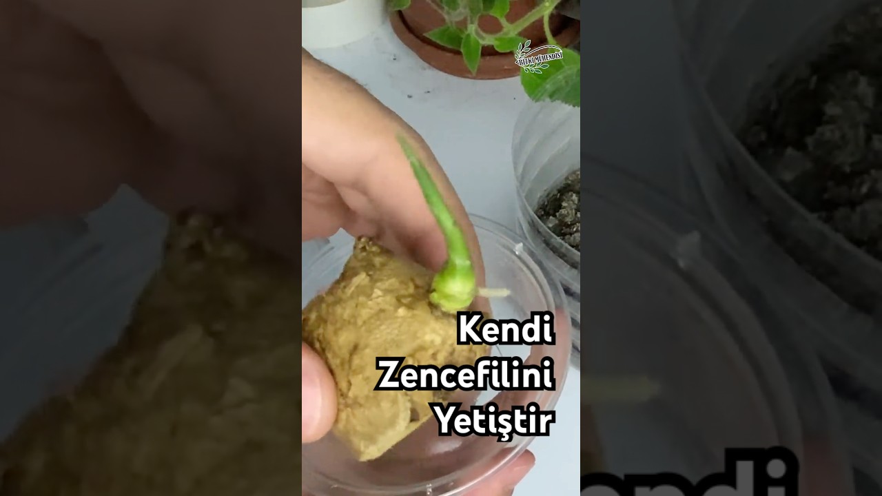 Kendi Zencefilini Ek 🍀 #ginger