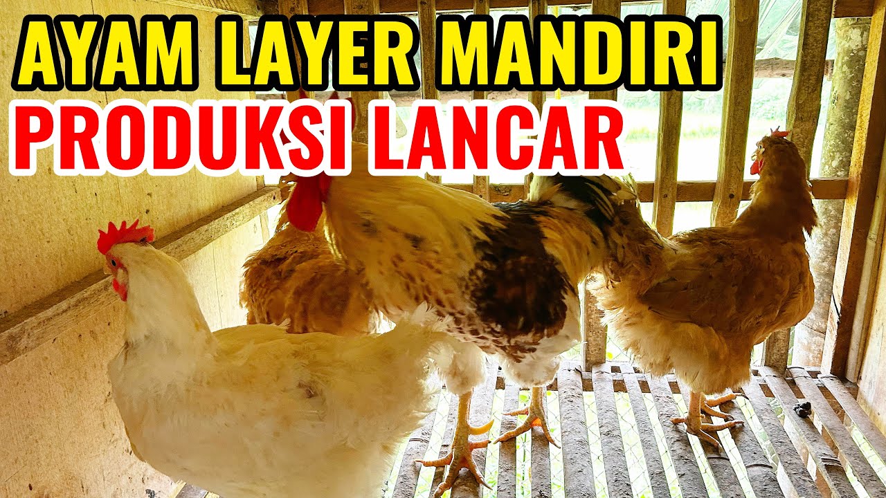 Wow ❗️Produksi Lancar Pakai Ayam Warna warni ✅