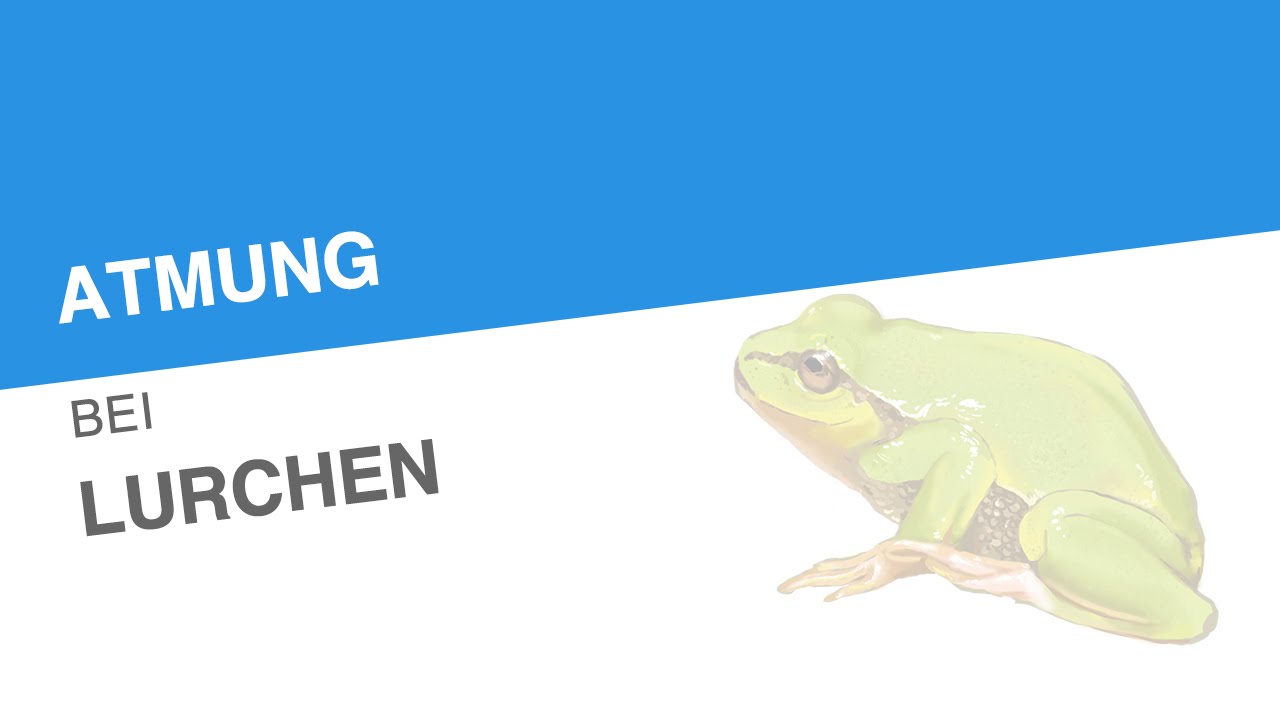 ATMUNG BEI LURCHEN | Biologie | Biologie der Tiere (Mittelstufe)