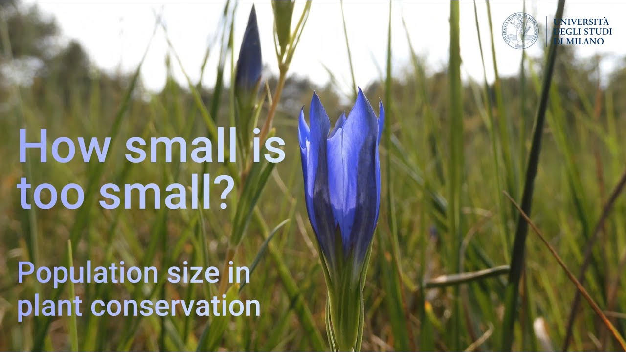 How small is too small? Population size in plant conservation