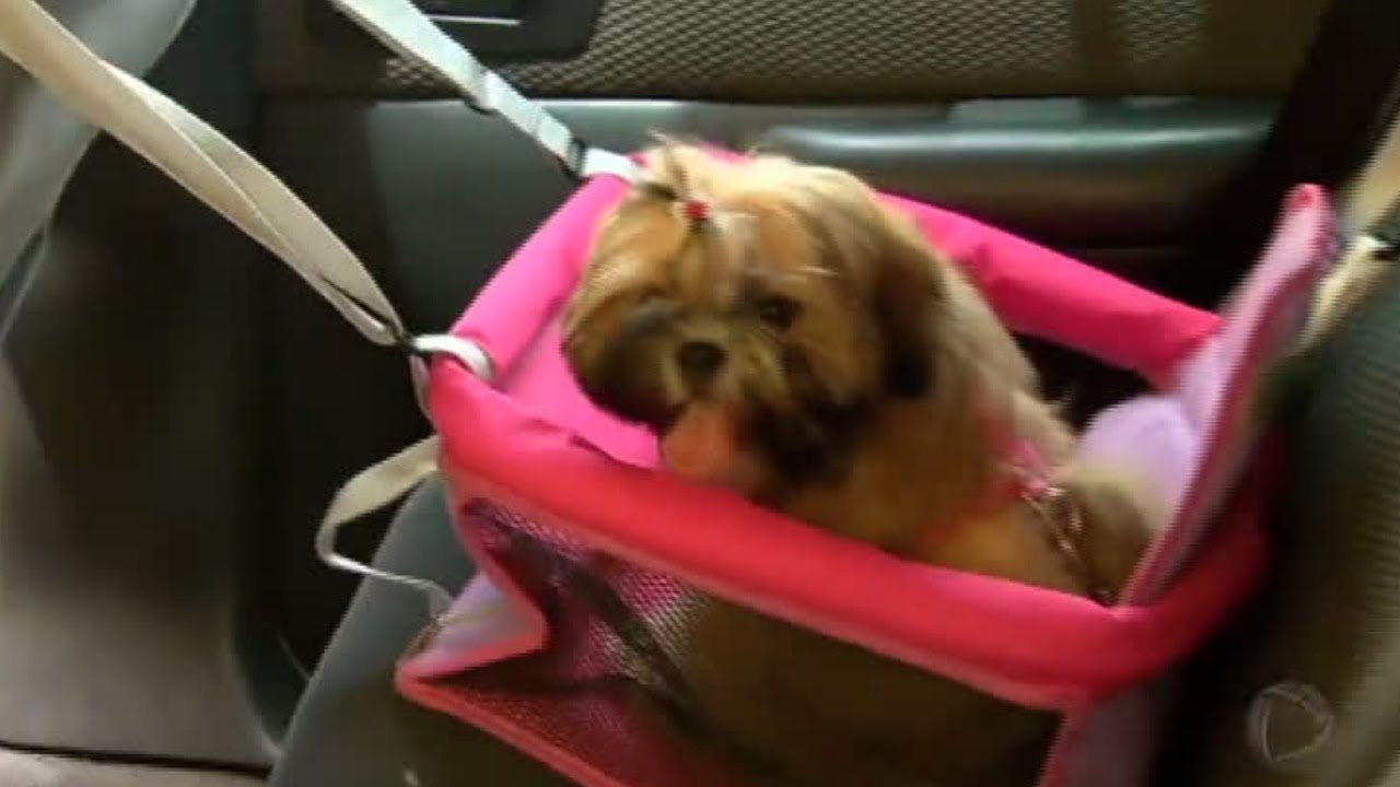Confira dicas para viajar de carro com seu animal de estimação