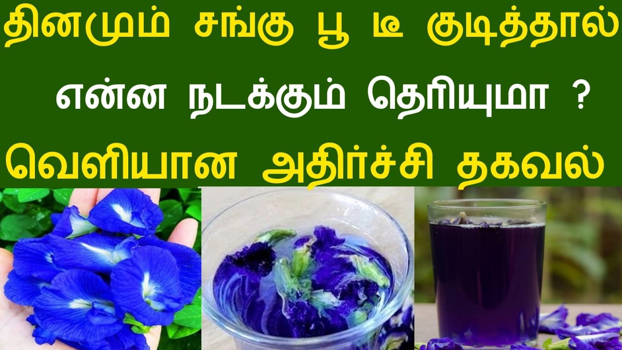 தினமும் சங்கு பூ டீ குடித்தால் | என்ன நடக்கும் தெரியுமா ? வெளியான அதிர்ச்சி தகவல்