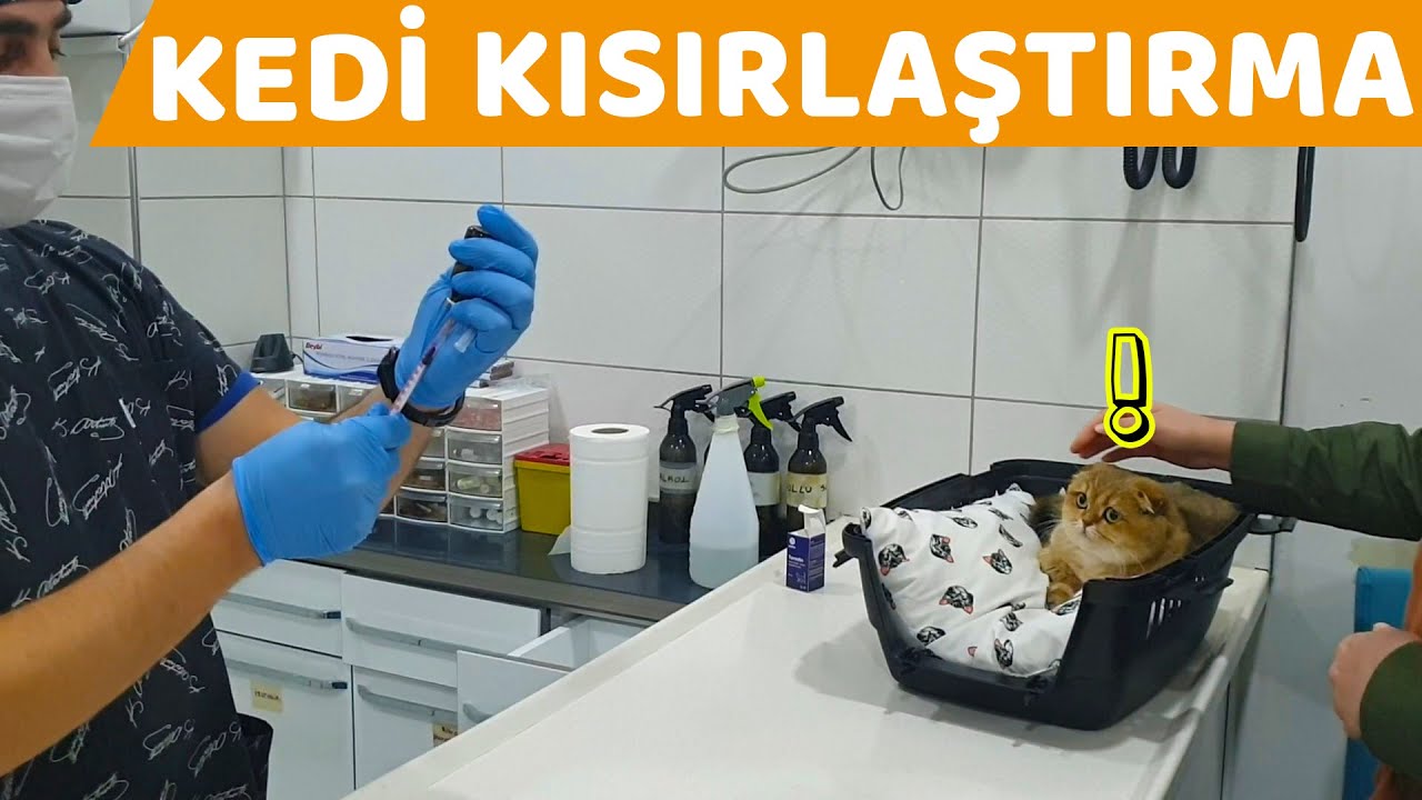 KEDİMİZİ KISIRLAŞTIRDIK (Dişi Kedimiz Mila'nın Kısırlaştırma Operasyonu )