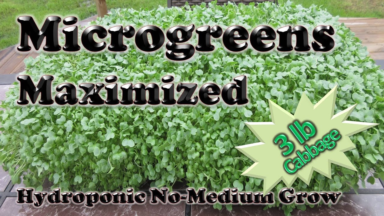 How to MAXIMIZE Microgreen HARVEST of Cabbage the IHG Method