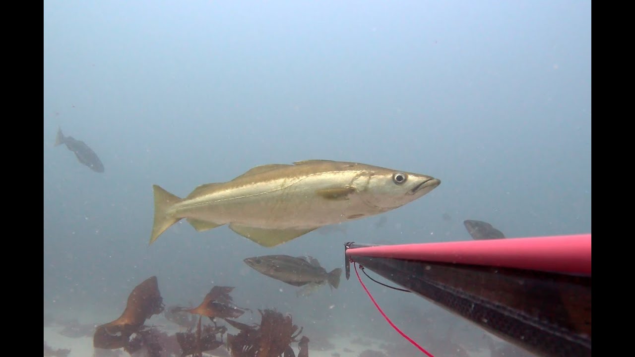sortie Chasse sous marine du 09 06 2025