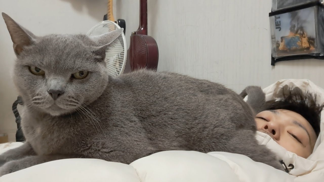 寝袋で寝ててもお尻を嗅がせてくる灰色猫 (評価つき)