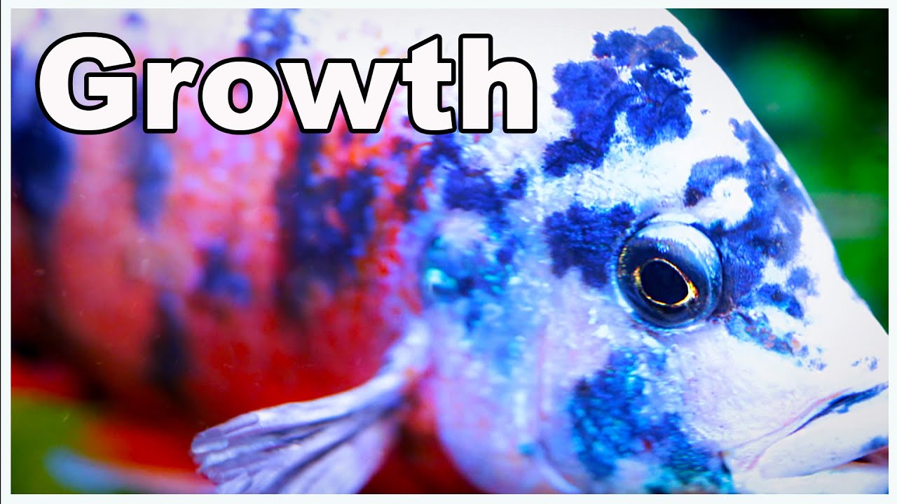 How to Maximize Fish Growth in Your Aquarium (Without Harming Your Fish)!