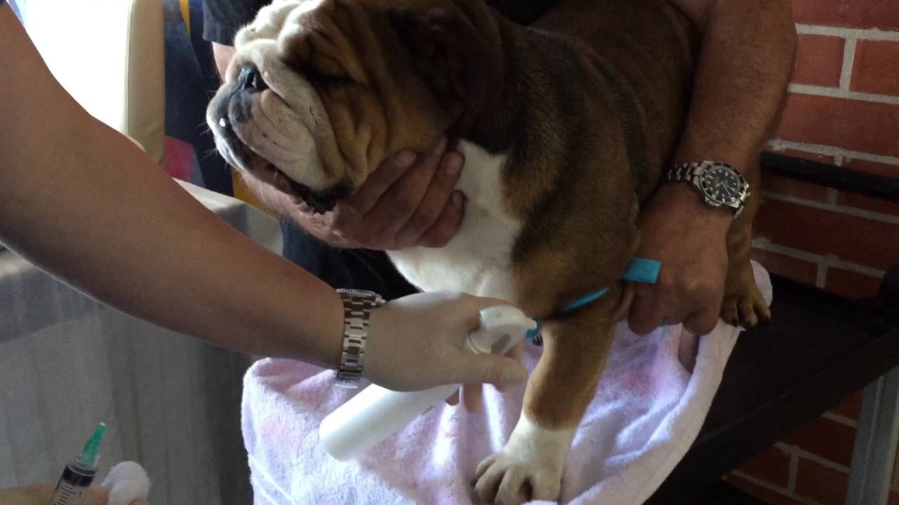 Video 3 Comparing Draminsky dog ovulation detector-Vaginal Cytology-Canine Progesterone test