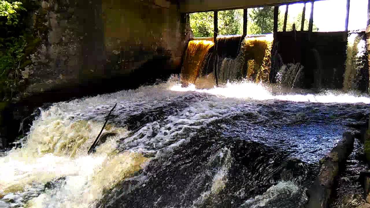 Saarlase veskitamm - VID 20150528 125928