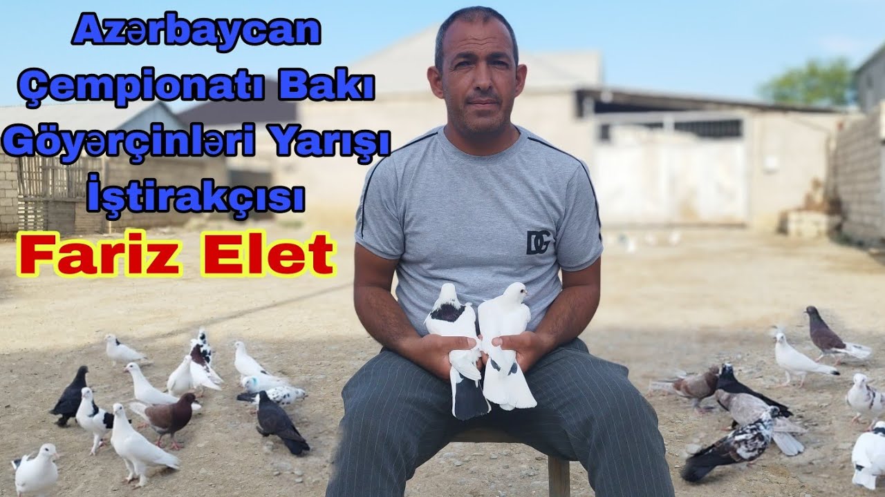 Fariz Elet Azərbaycan Çempionatı Bakı Göyərçinlərinin Yarış İştirakçısı 24 May 2023