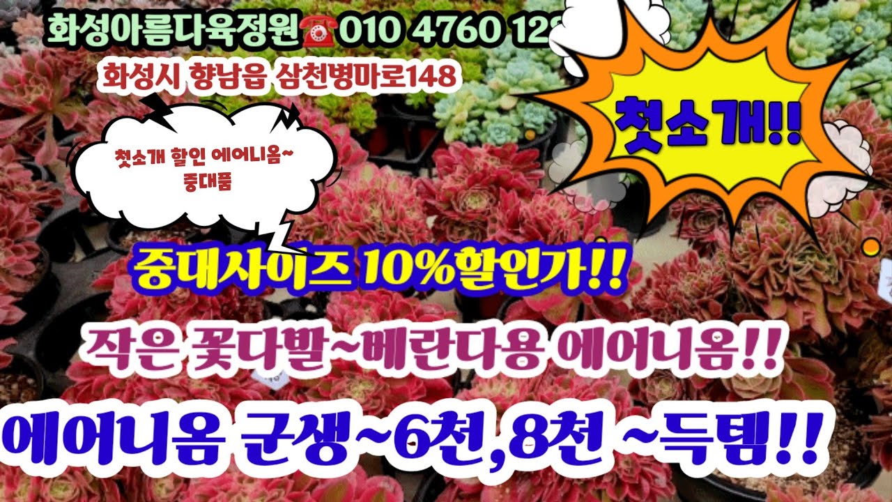 첫소개~화성아름다운정원!! 베란다에서 적합  에어니옴6천 8천 특집!! #초보다육#다육쇼핑