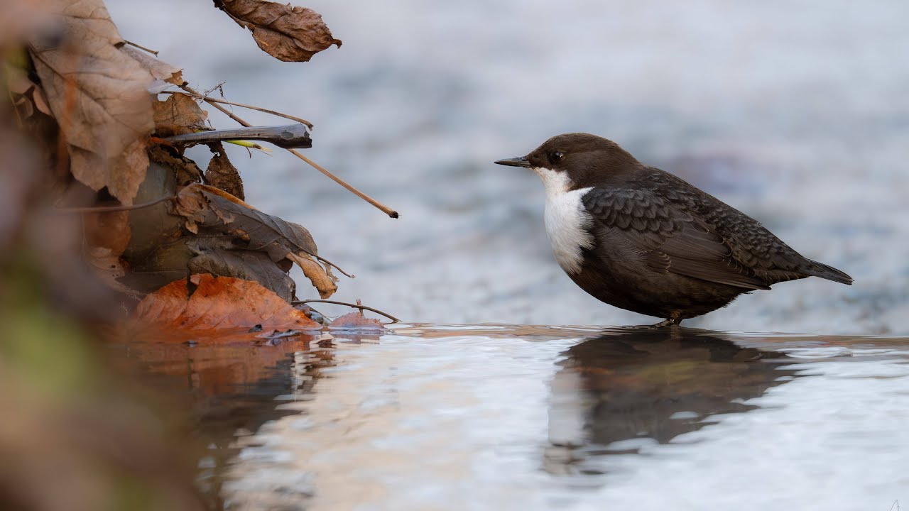 Nordische Wasseramsel - Northern White-throated Dipper