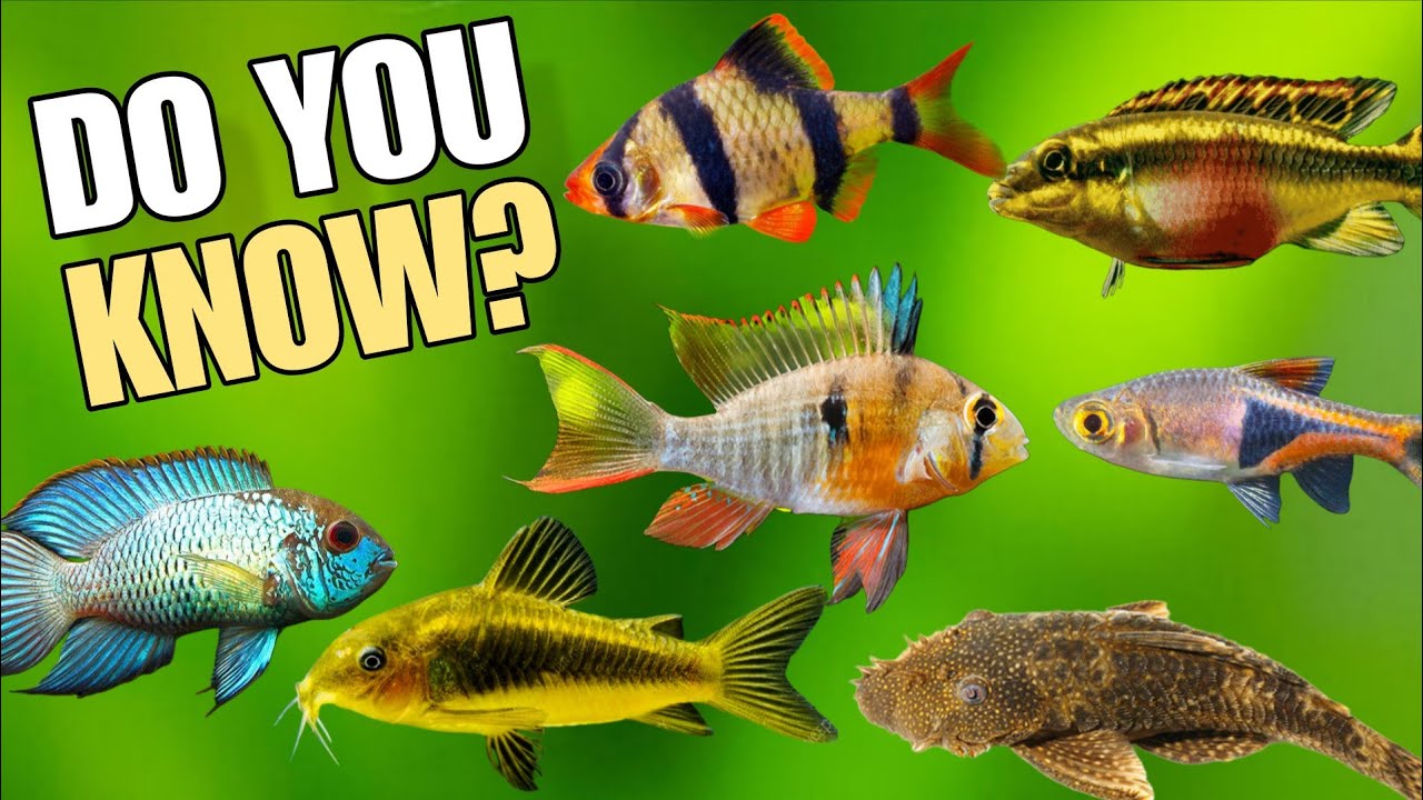 Do You Know? These 24 Freshwater Fish Are Easy To Breed In Aquarium