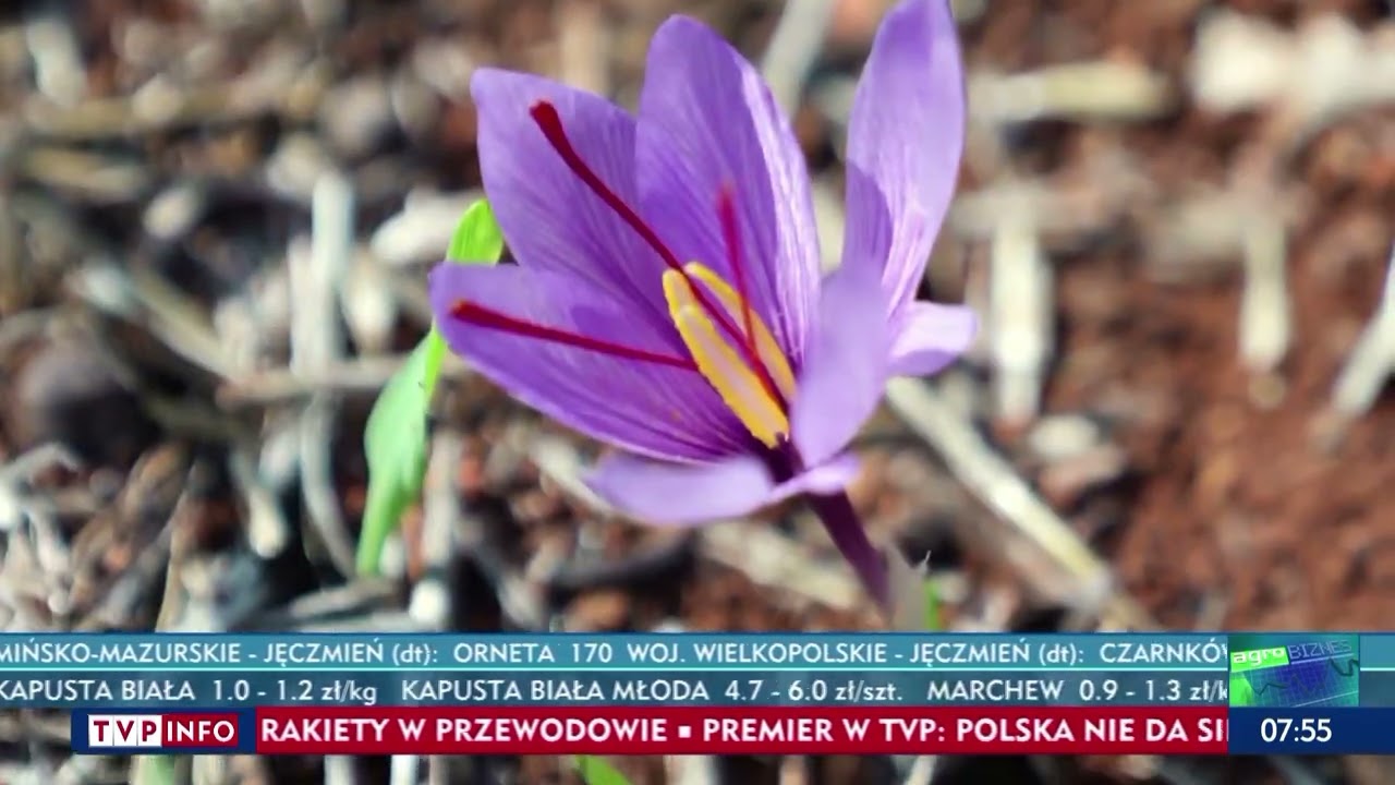 Szafran - najdroższa przyprawa świata