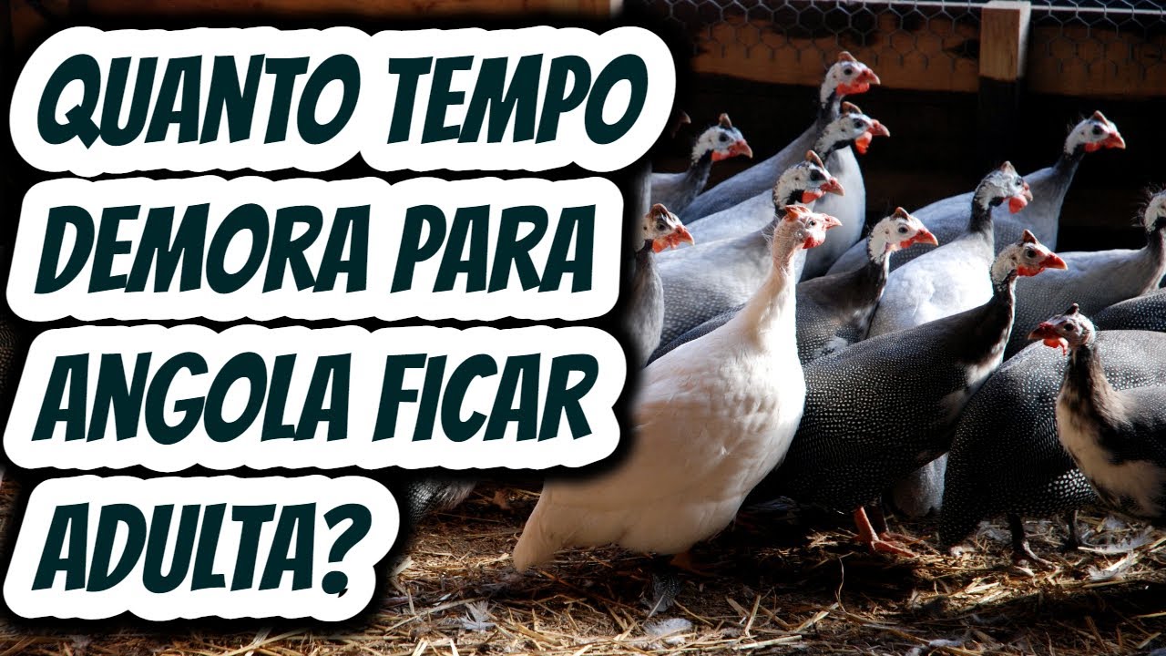 Quanto (tempo) meses leva para galinha Angola ficar adulta e começar a botar ovo? Guiné Cocá Capote