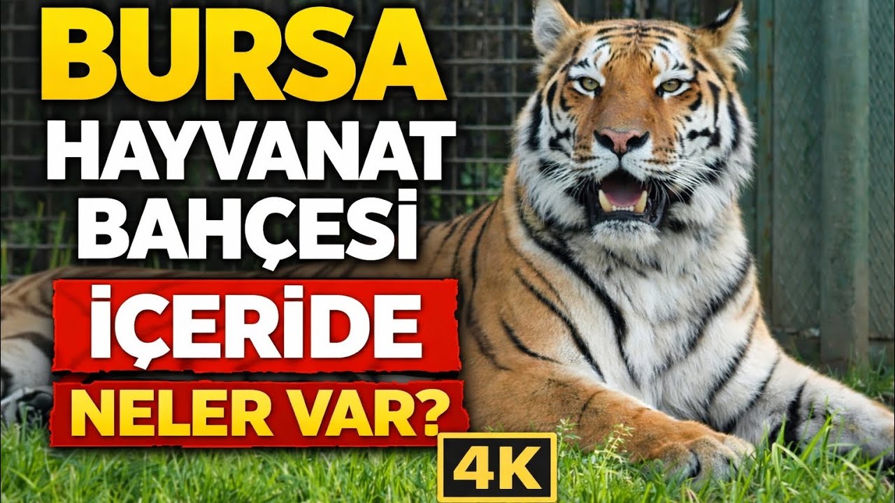 Bursa Hayvanat Bahçesi'ni Baştan Sona Gezdim! İçeride Neler Var? (4K)