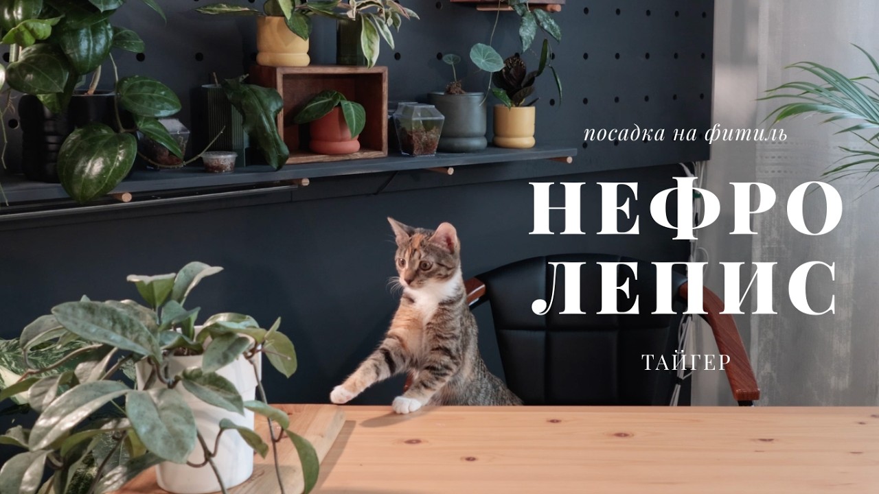 Нефролепис Тайгер. Пересадка на фитиль