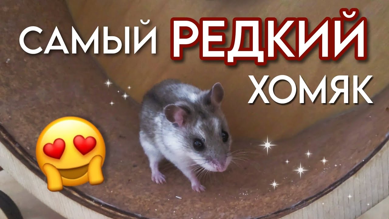 ПОКУПКА ХОМЯКА 🐹 Завела Нового Хомяка 🌱 Китайский Хомяк