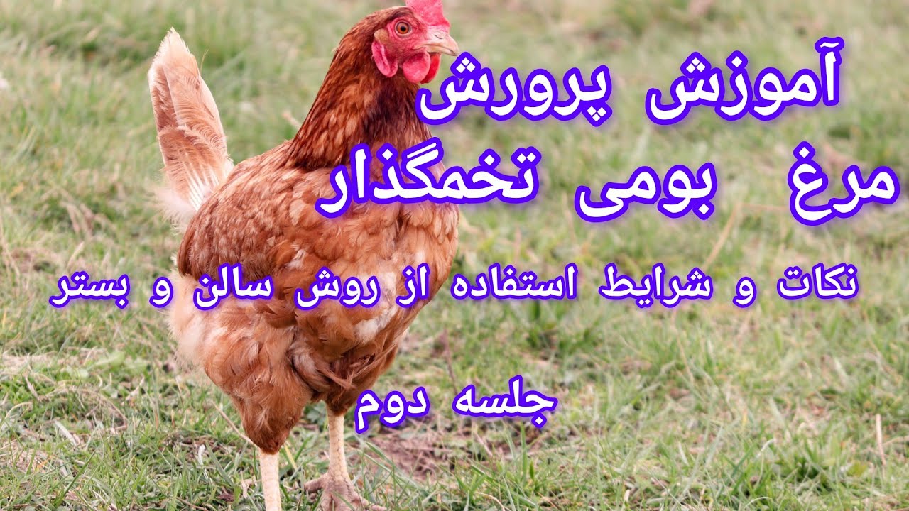 آموزش پرورش مرغ بومی تخمگذار: نکات و شرایط استفاده از روش ترکیبی(مرتع + سالن) (جلسه دوم)