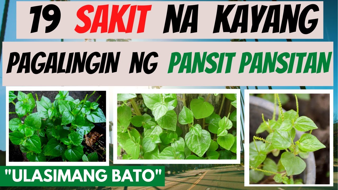 PANSIT-PANSITAN - mga SAKIT na kayang pagalingin at Health BENEFITS |Halamang Gamot | ULASIMANG BATO
