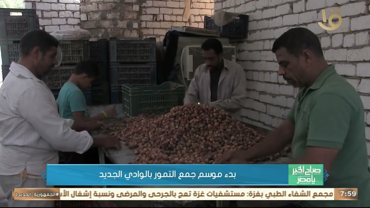 بدء موسم جمع التمور بالوادي الجديد