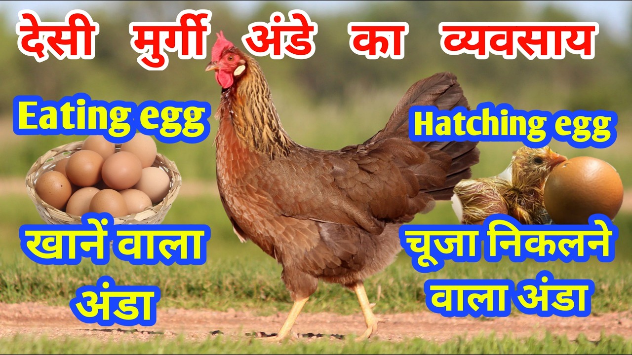 खाने वाले अंडों के लिए और बच्चा निकालने वाले अंडों के लिए देसी मुर्गियों को कैसे तैयार करें