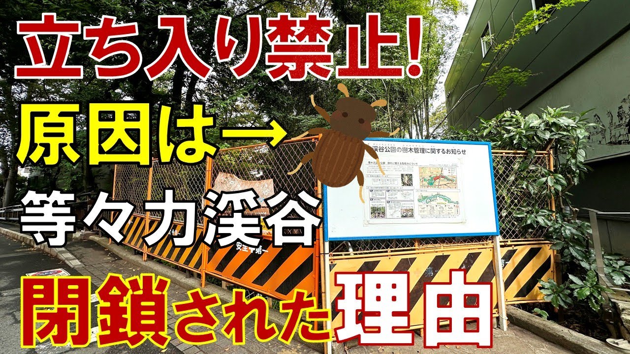 「閉鎖」された秘境 等々力渓谷はなぜ立ち入り禁止になったのか? 閉ざされた都会のオアシスを見に行った